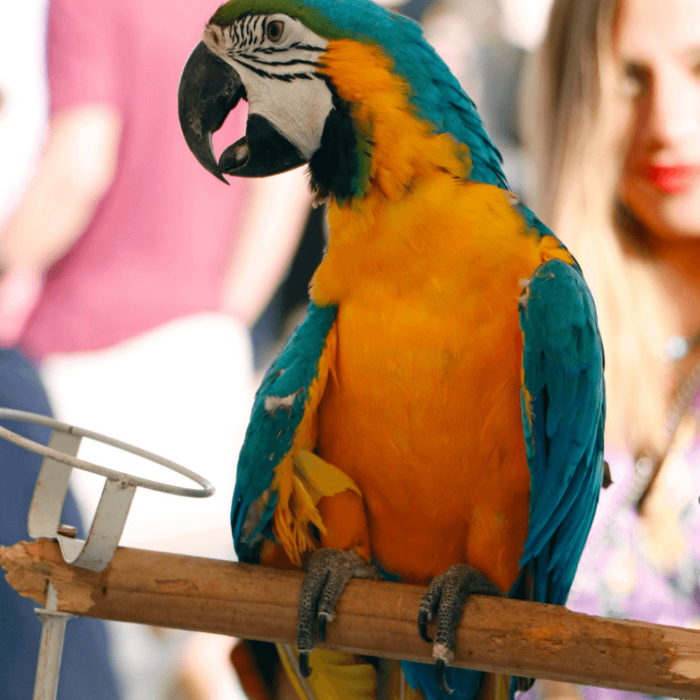 A vibrant blue-and-yellow macaw perched on a wooden stick, with a blurred background and a woman nearby. - Home Instead