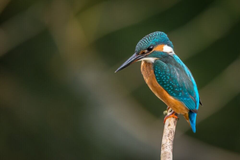 A vibrant kingfisher with blue and orange feathers perched on a branch against a blurred green background. - Home Instead