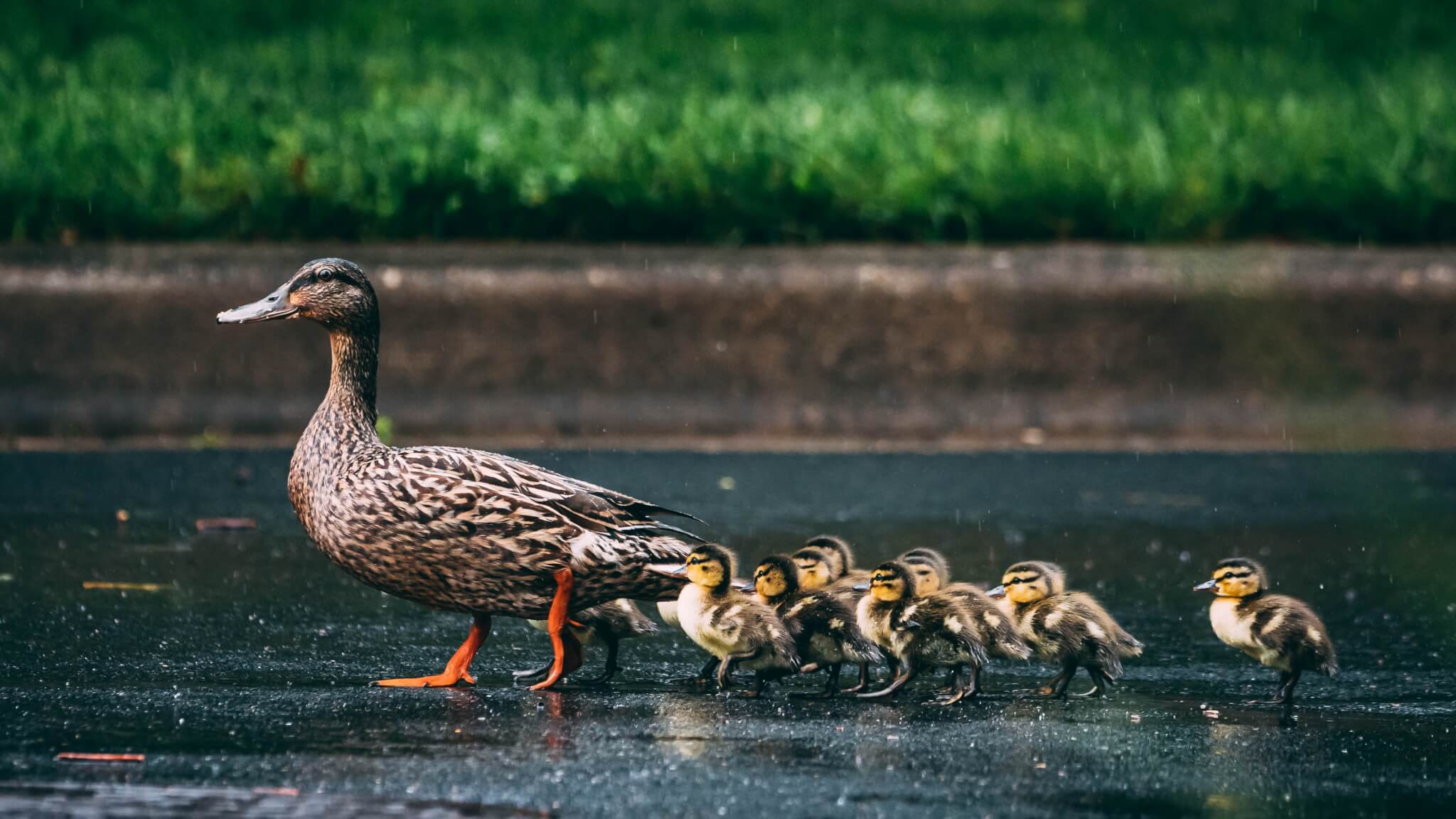 A mother duck leads a line of ducklings across a wet street with green grass in the background. - Home Instead