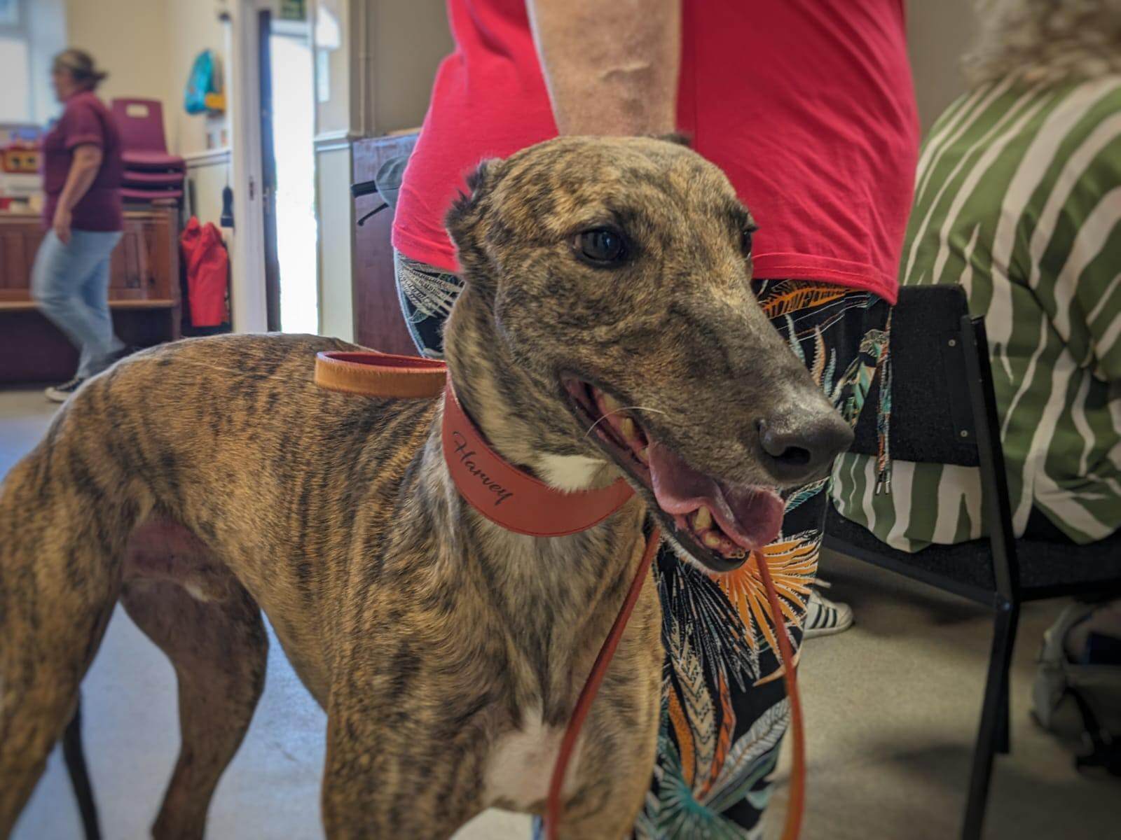 A brindle greyhound on a leash in a room with people in the background. The dog is panting and looking happy. - Home Instead