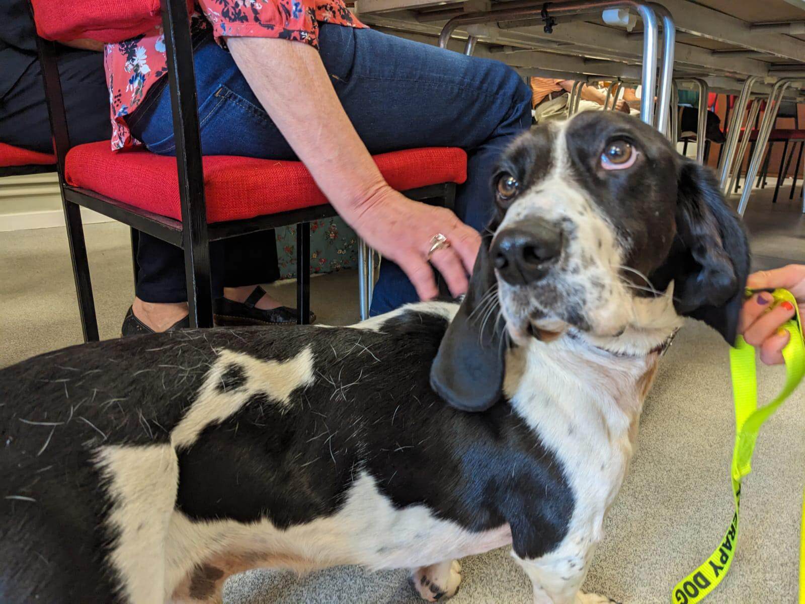 A black and white dog being petted by a person in a red chair, with another person holding its leash. - Home Instead