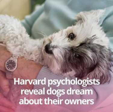 Person holding a fluffy, black and white dog with text overlay: "Harvard psychologists reveal dogs dream about their owners. - Home Instead