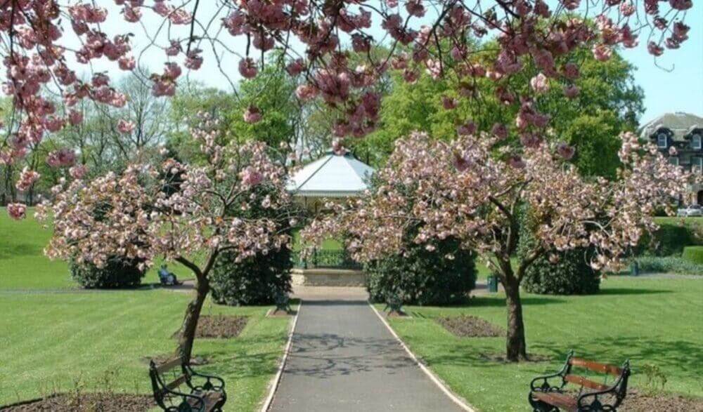 Pathway lined with pink blossom trees leading to a gazebo, surrounded by green lawns and park benches. - Home Instead