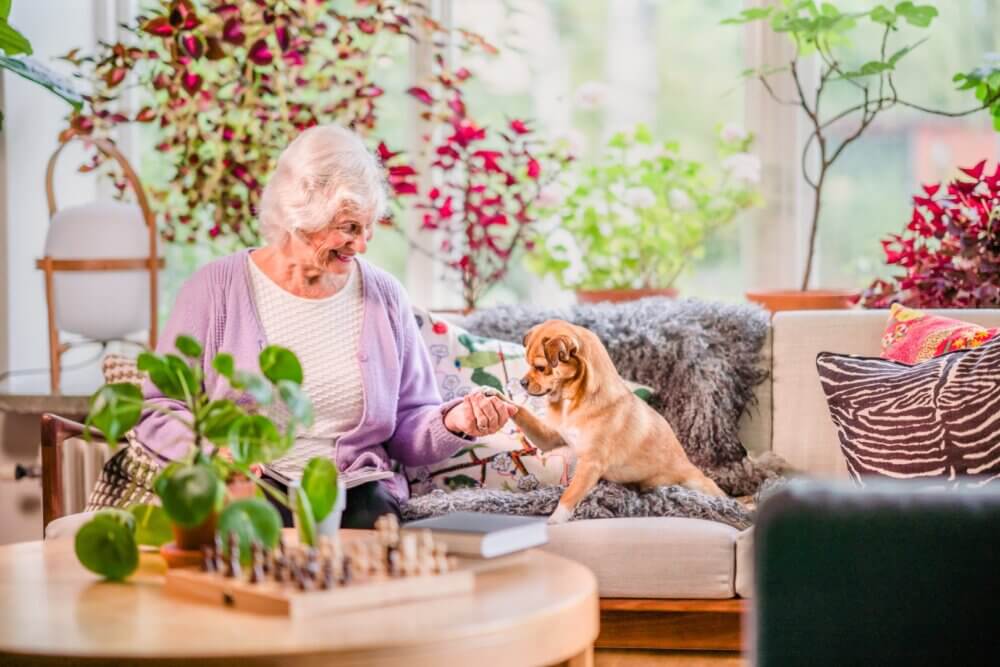 An elderly woman in a purple sweater plays with her small dog on a couch surrounded by plants inside a cozy room. - Home Instead