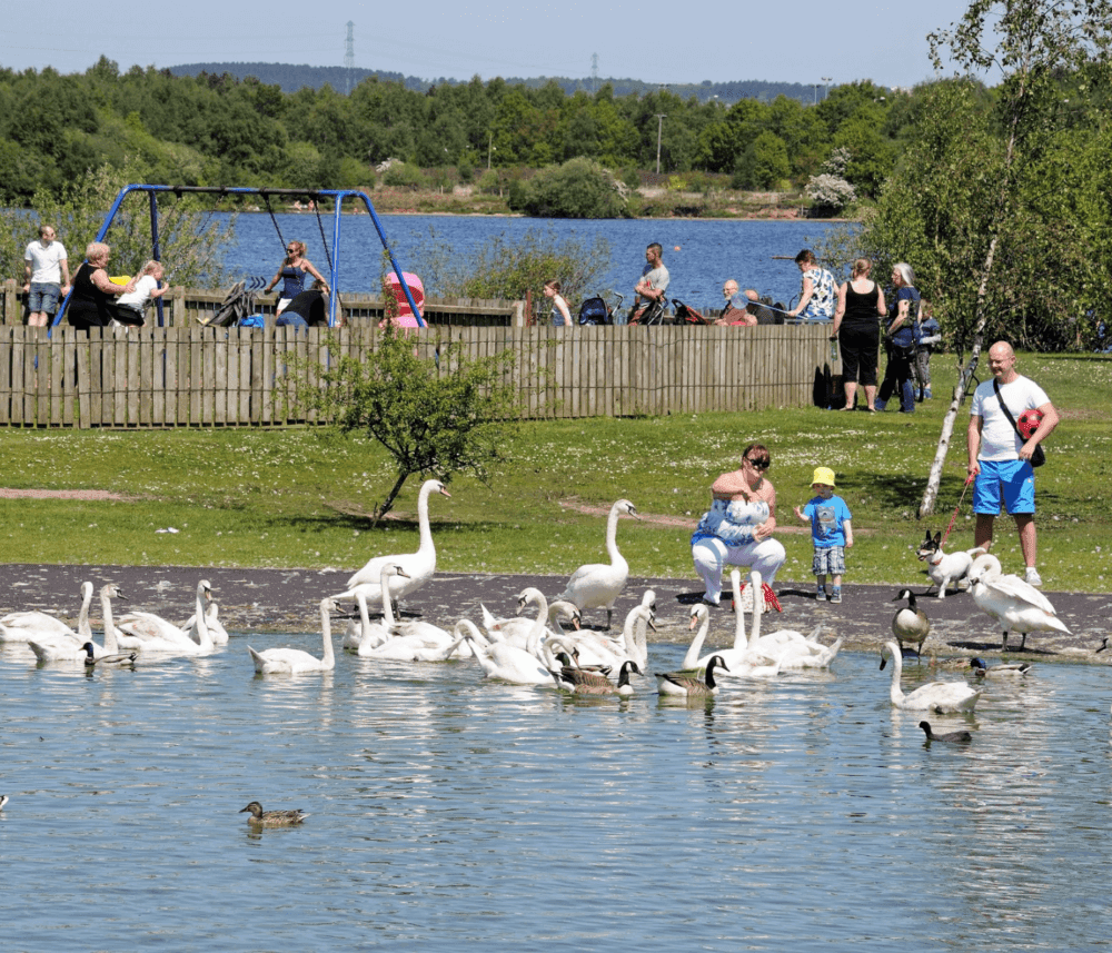 People feeding swans and ducks by a lakeside, with playground and greenery in the background on a sunny day. - Home Instead