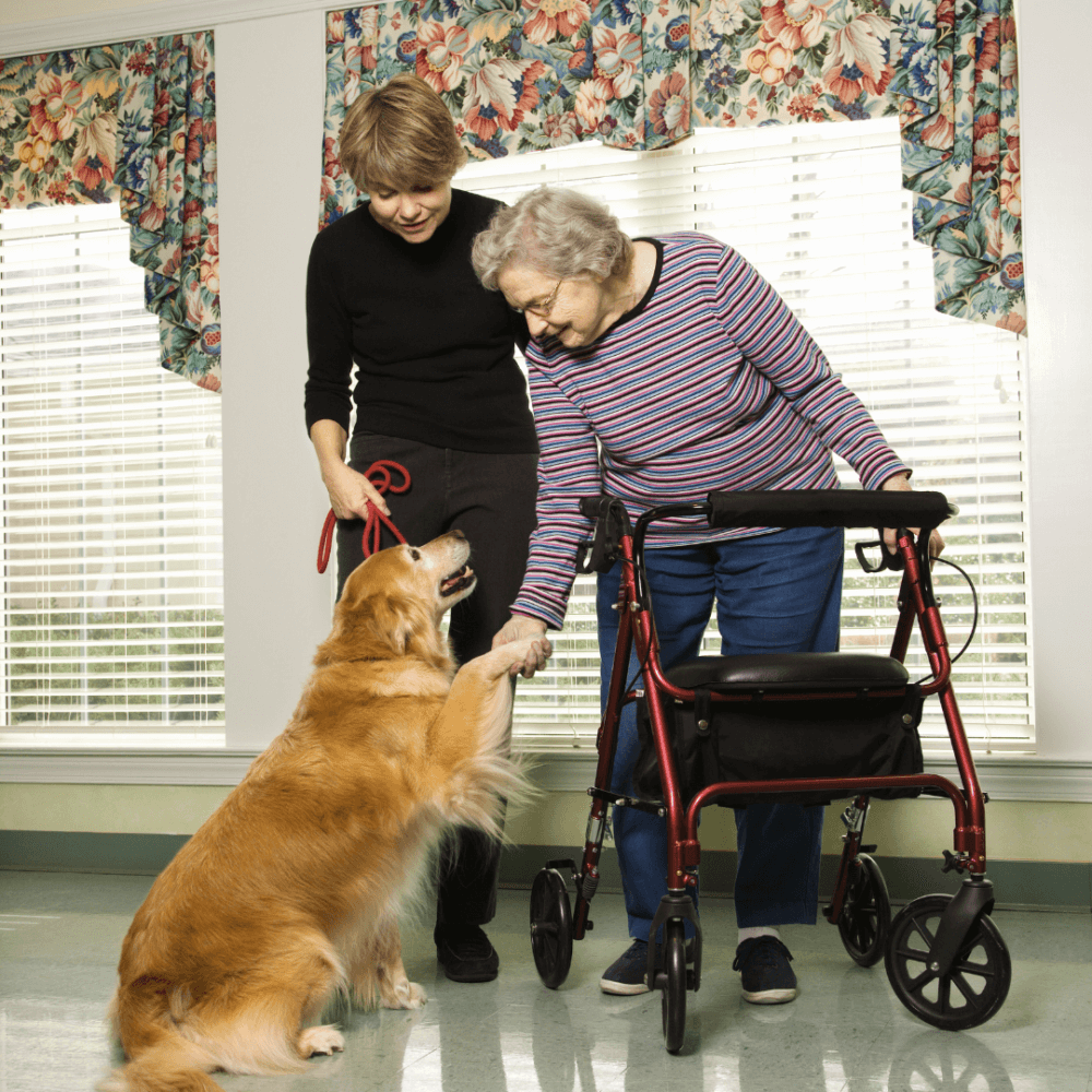 A woman with a walker pets a golden retriever while another woman holds its leash in front of a window with floral curtains. - Home Instead