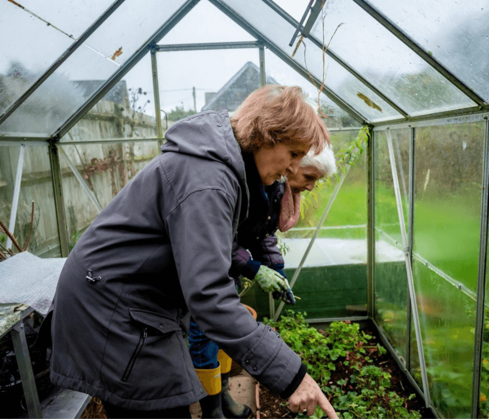 Two elderly women gardening inside a greenhouse, tending to plants together on a rainy day. - Home Instead