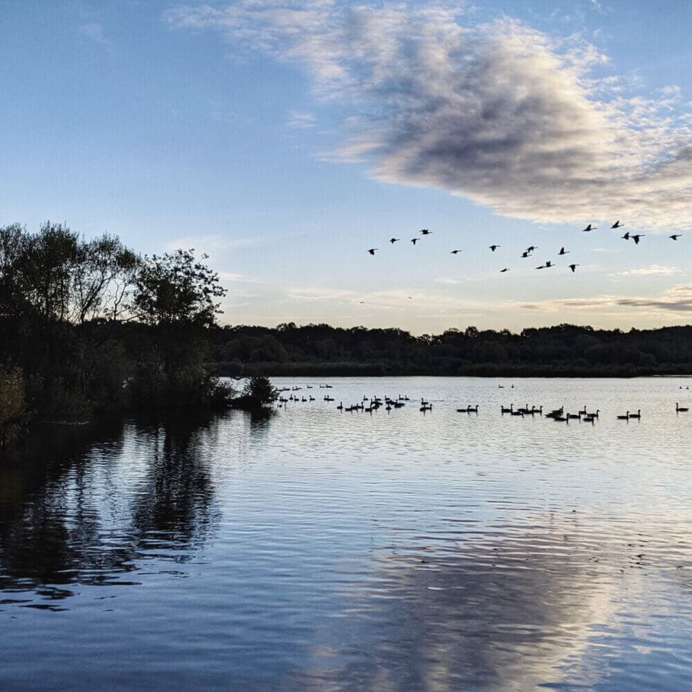 A serene lake landscape with flying and swimming birds under a partly cloudy sky at twilight. - Home Instead