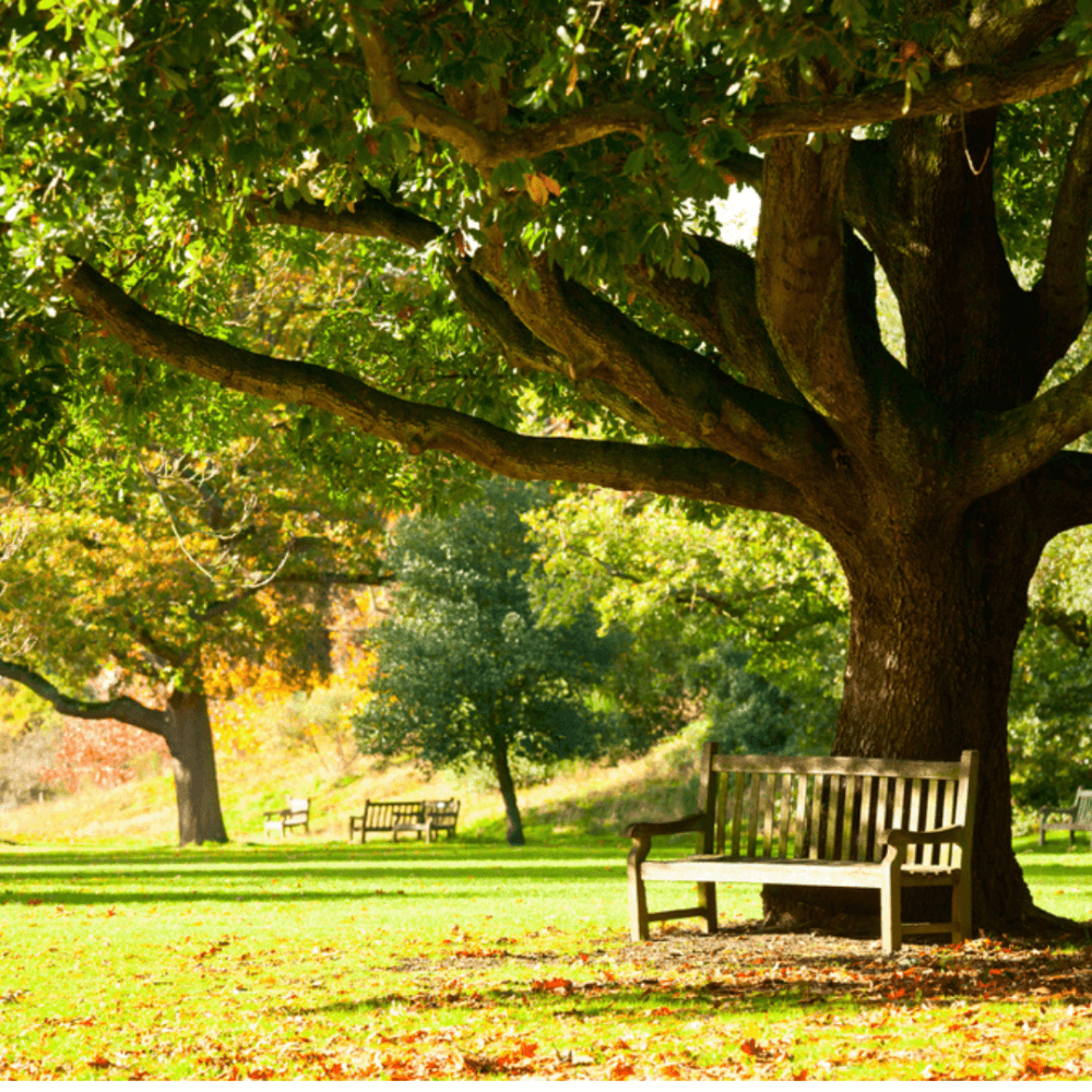 Sunlit park scene with benches under large, leafy trees. Green grass and dappled light create a serene, inviting atmosphere. - Home Instead