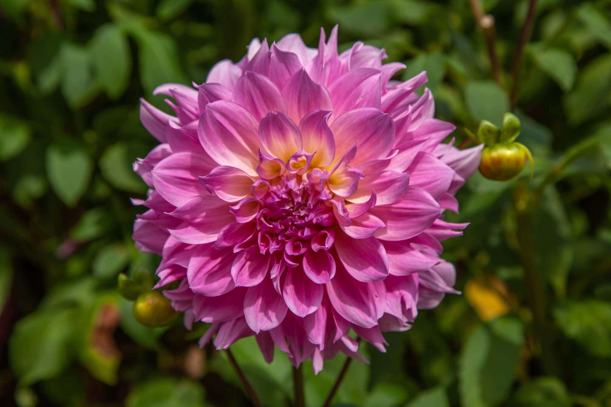 A vibrant pink dahlia in full bloom with a green leafy background. - Home Instead