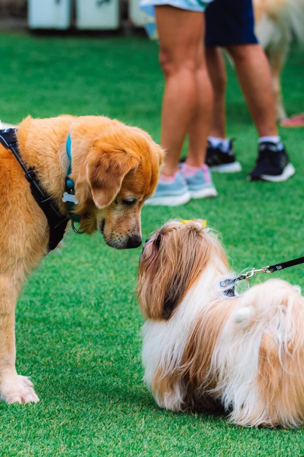 A large golden dog and a small fluffy dog on leashes interact on green grass; people are visible in the background. - Home Instead