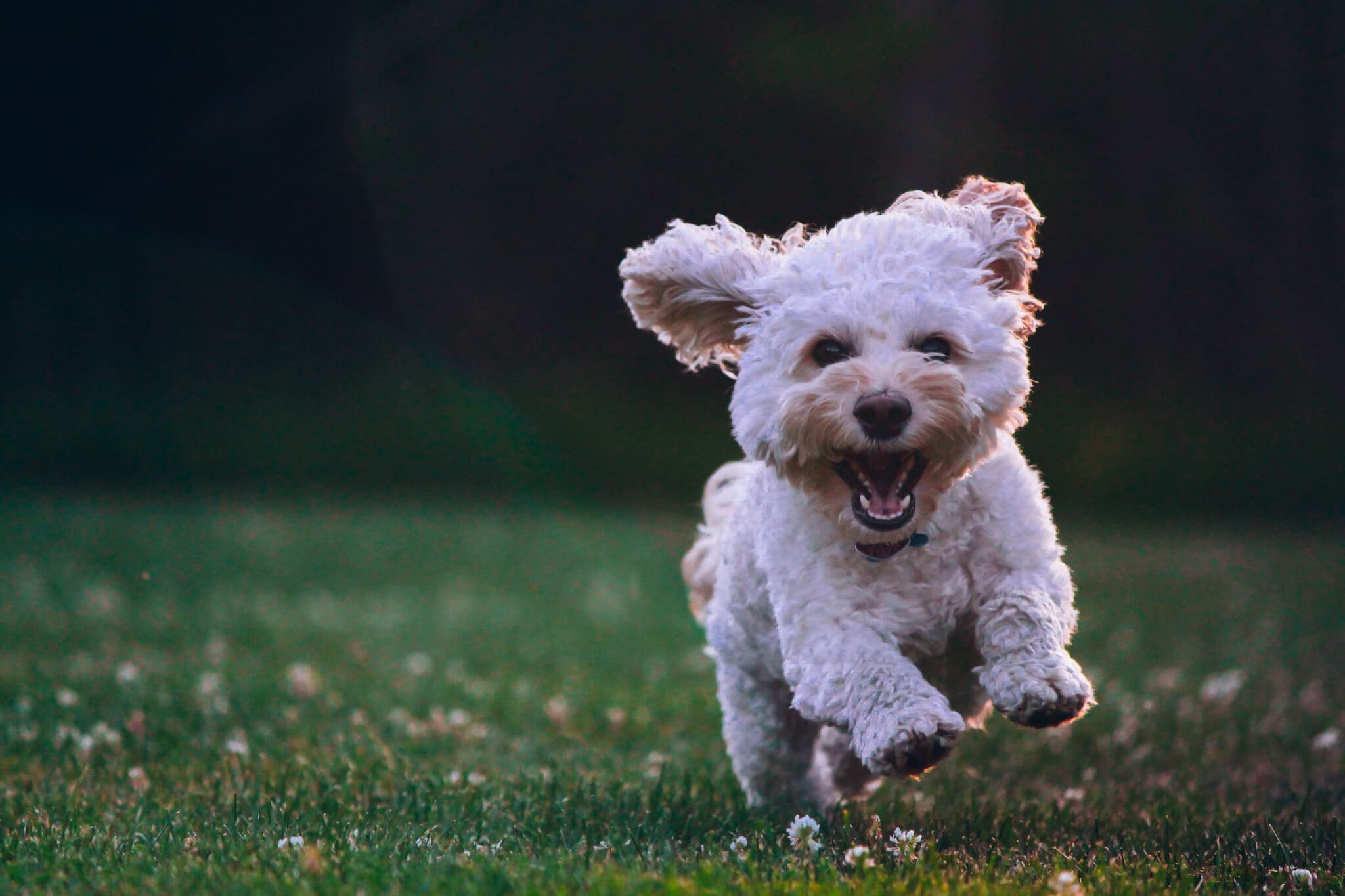 White fluffy dog running joyfully on green grass with ears flapping. - Home Instead