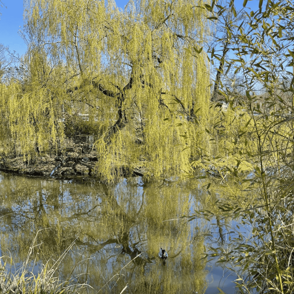 A serene pond with a willow tree's reflection, a duck in the water, and surrounding greenery under a clear blue sky. - Home Instead