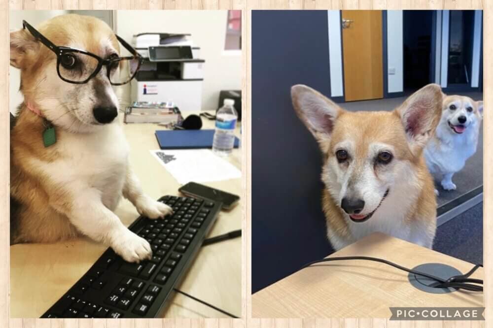 Two corgis in an office setting: one wearing glasses typing on a keyboard, the other smiling with another peeking behind. - Home Instead