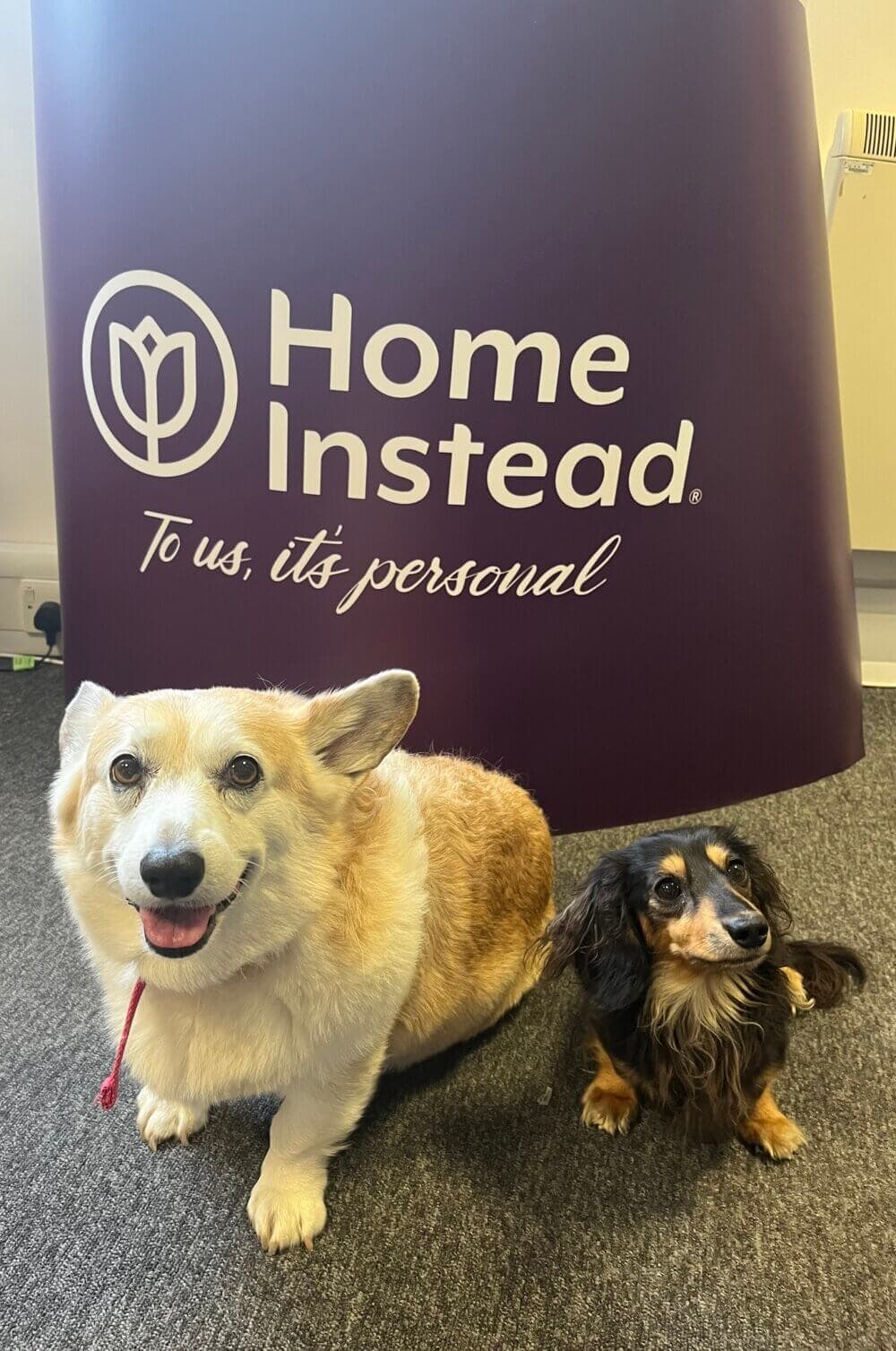 Two dogs, a corgi and a dachshund, sitting in front of a "Home Instead" banner. - Home Instead