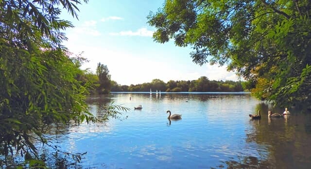 Serene lake with swans and ducks, surrounded by lush trees under a bright blue sky. Sailboats are in the distance. - Home Instead