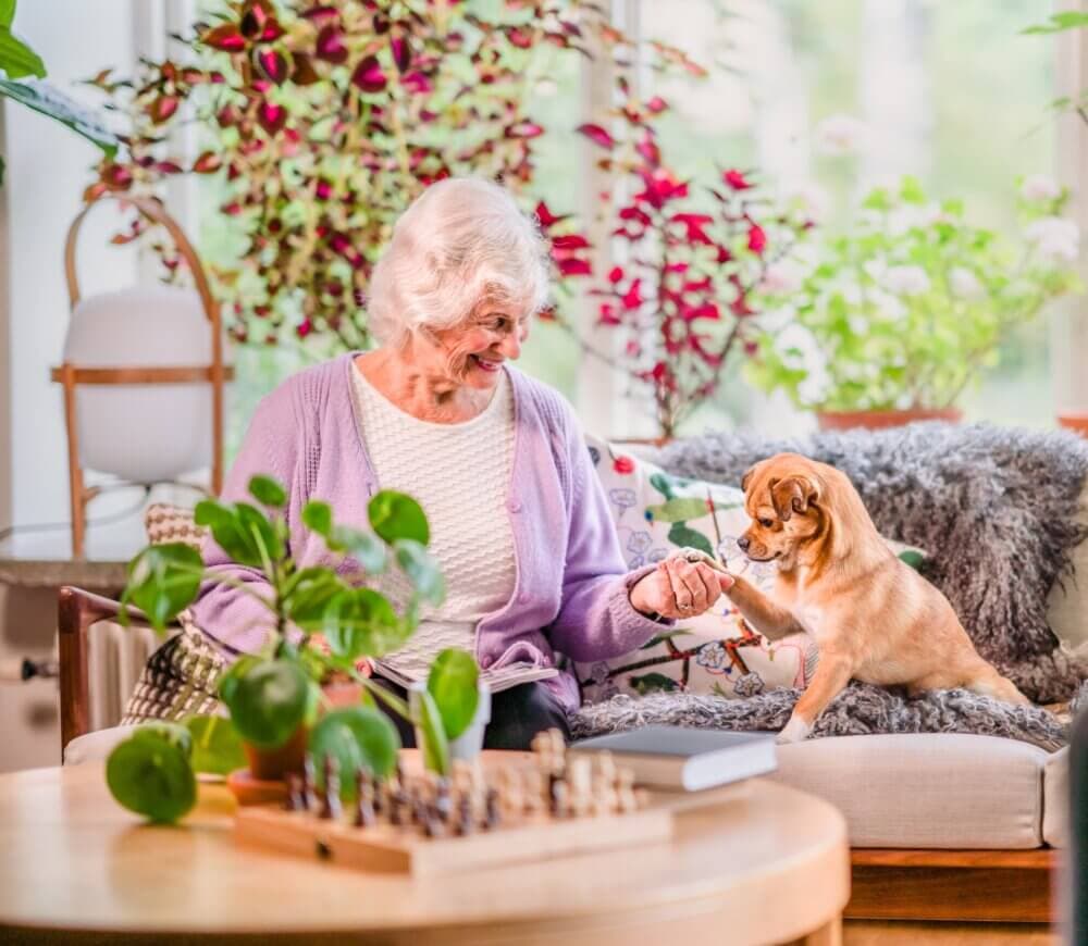 Elderly woman in a cozy living room feeds treats to a small dog on a sofa, surrounded by plants and a chessboard. - Home Instead