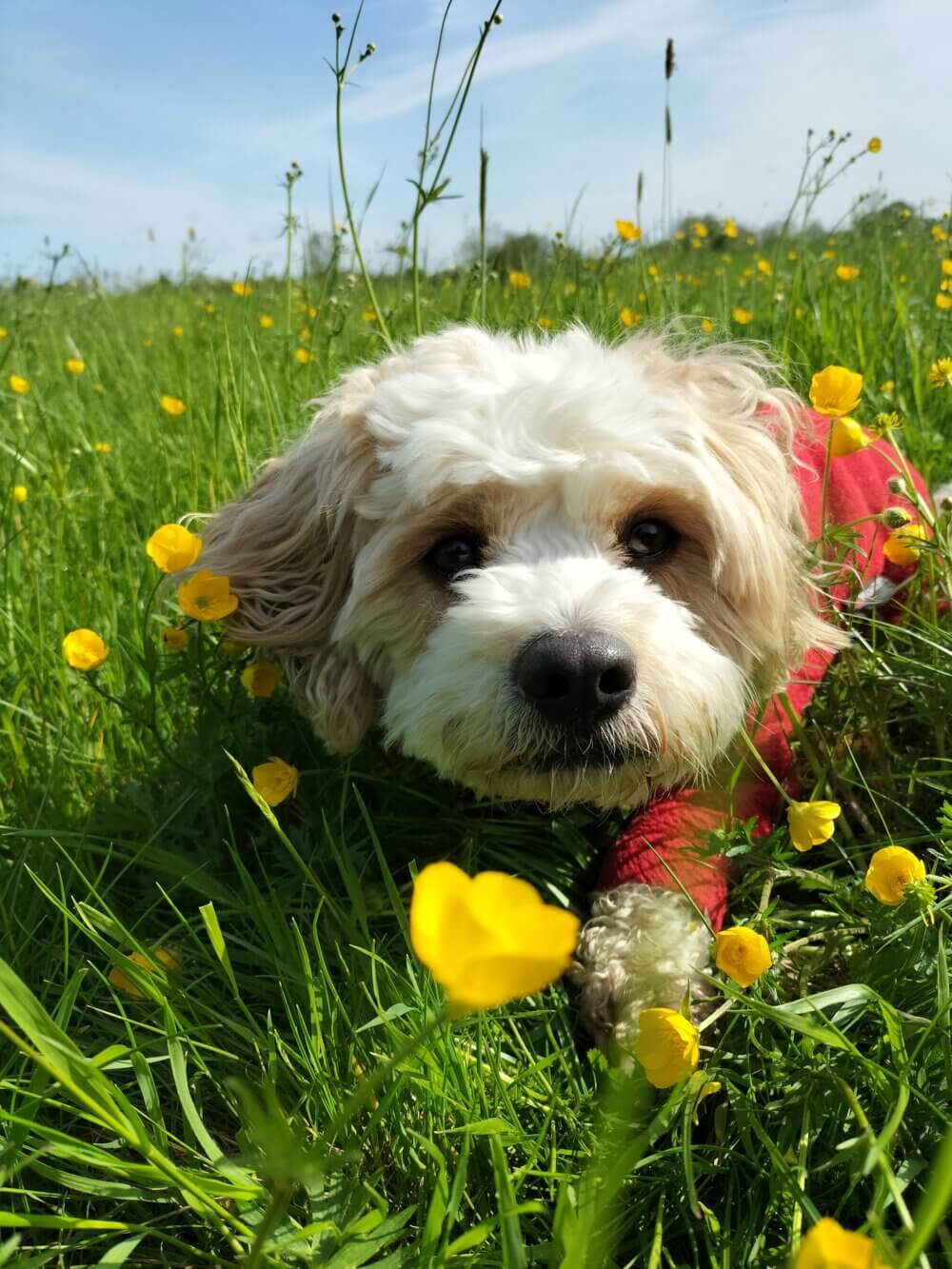 A fluffy white and tan dog in a red jacket lies in a field of green grass and yellow flowers on a sunny day. - Home Instead