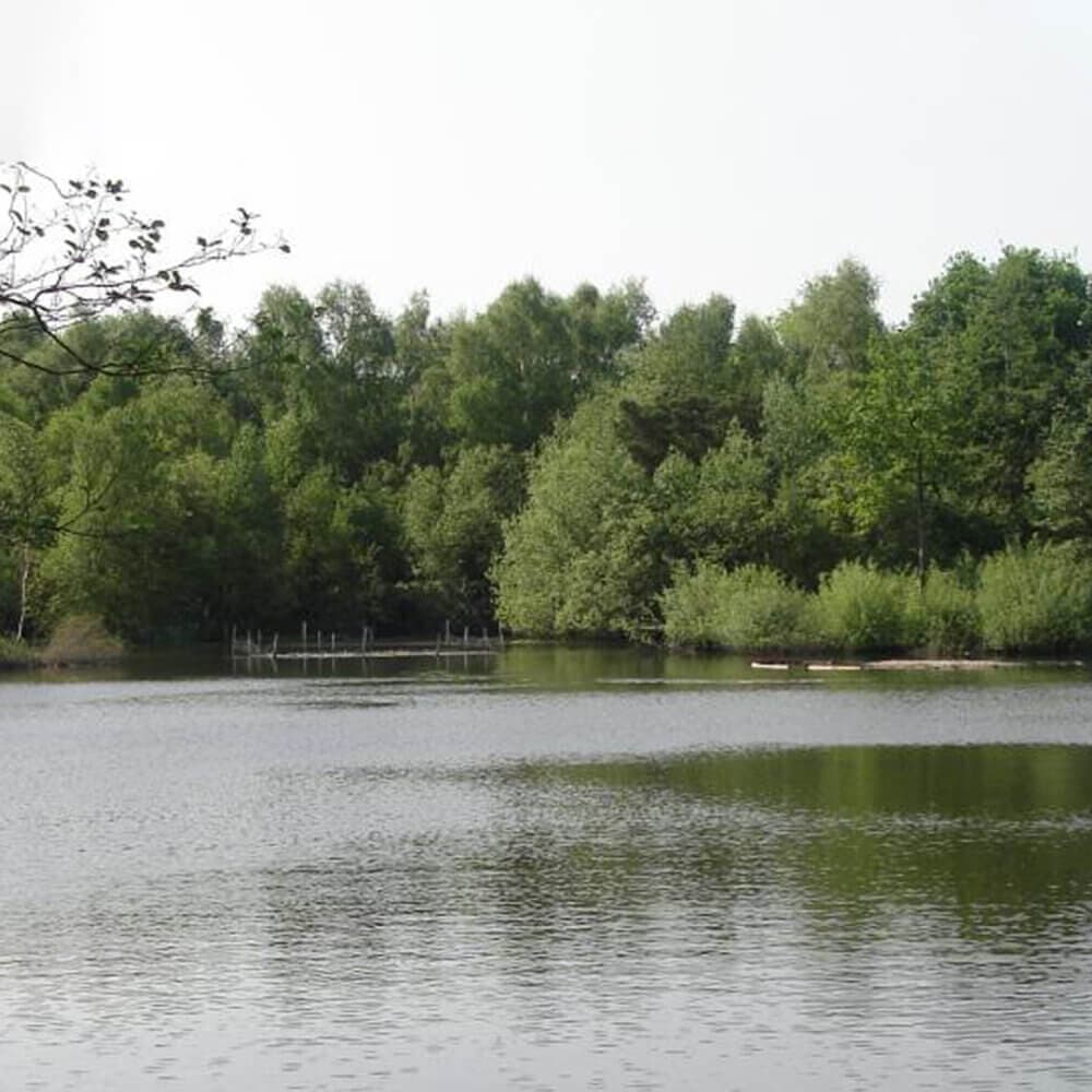 A tranquil lake surrounded by lush, green trees under a clear sky, with a small wooden dock extending into the water. - Home Instead