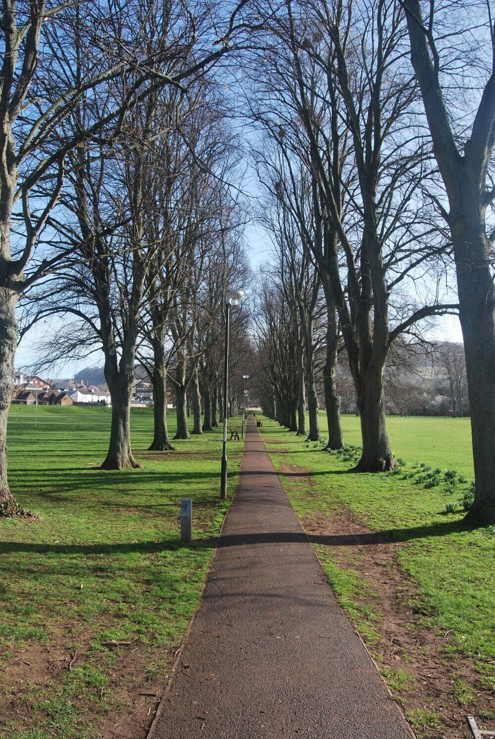 A tree-lined path in a park, with leafless trees on both sides and green grass under a bright blue sky. - Home Instead