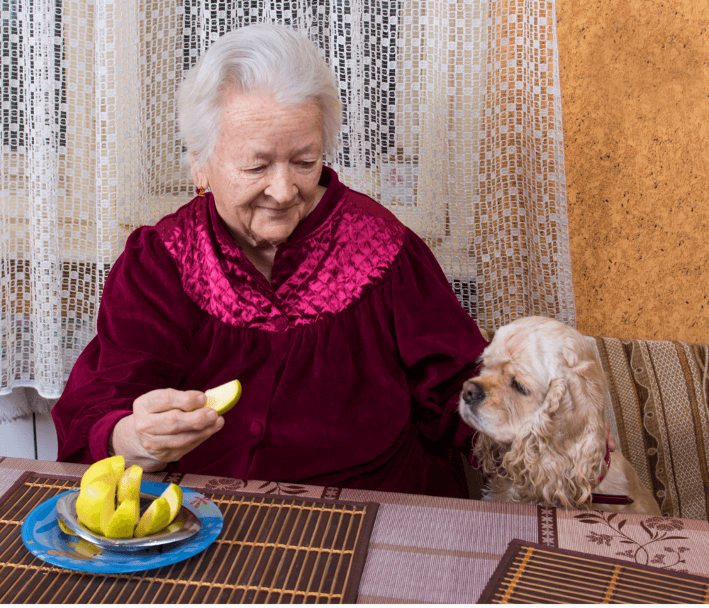 Elderly woman in a red blouse offering a slice of apple to a small dog sitting beside her on a chair at a table. - Home Instead