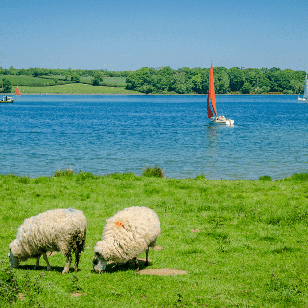Sheep grazing on a lush green field by a blue lake with sailboats, under a clear sky. - Home Instead