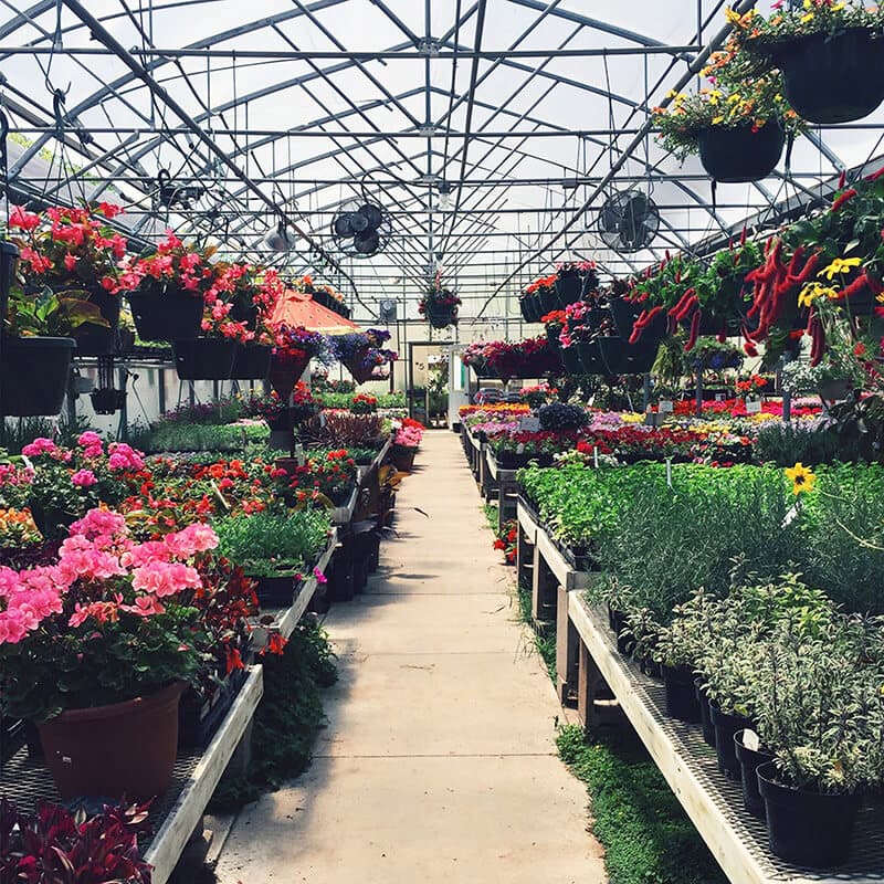 A greenhouse aisle surrounded by colorful flowers, hanging plants, and various greenery on both sides. - Home Instead