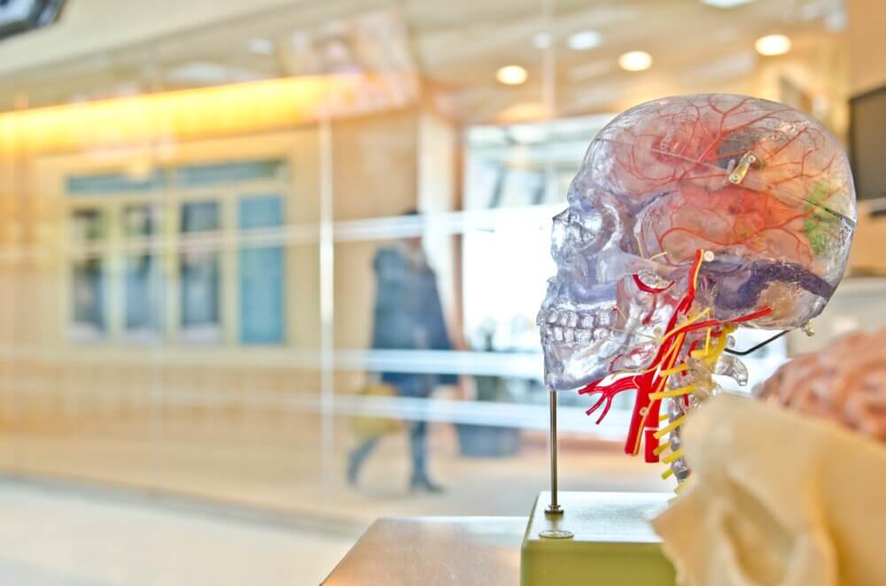 A model of a transparent human skull with visible blood vessels and nerves displayed in a bright room. - Home Instead