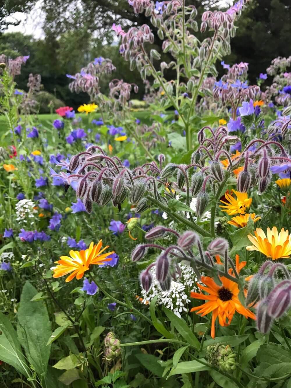 A vibrant garden with a mix of colorful flowers including orange, purple, yellow, and green foliage. - Home Instead