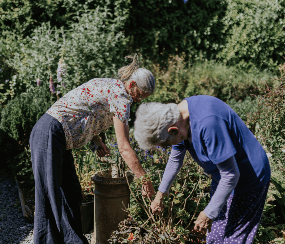 Two women tending to plants in a lush garden on a sunny day. - Home Instead