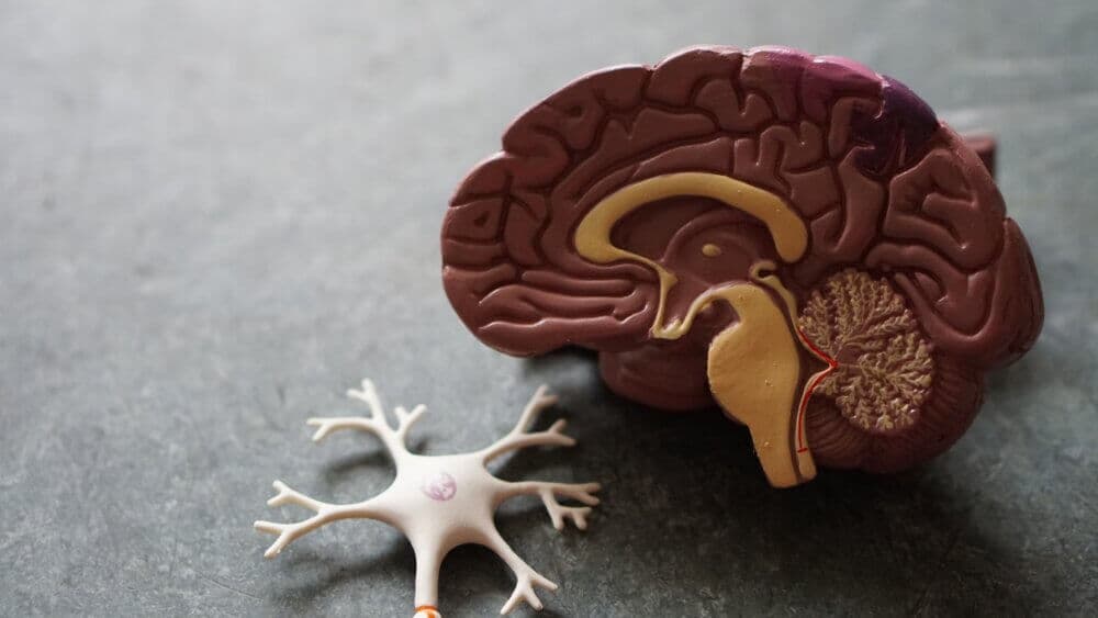 A model of a human brain sits next to a neuron model on a gray surface. - Home Instead