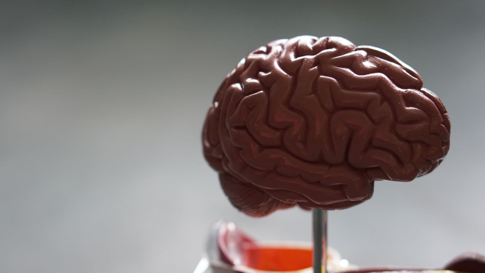 Close-up of a human brain model against a blurred background. - Home Instead