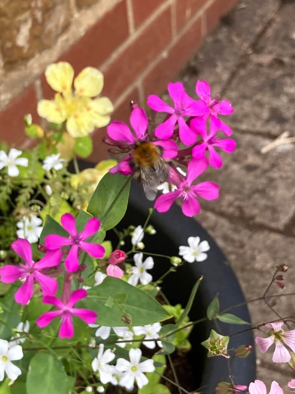 A bumblebee on vibrant pink flowers in a black planter, with yellow and white flowers in the background. - Home Instead