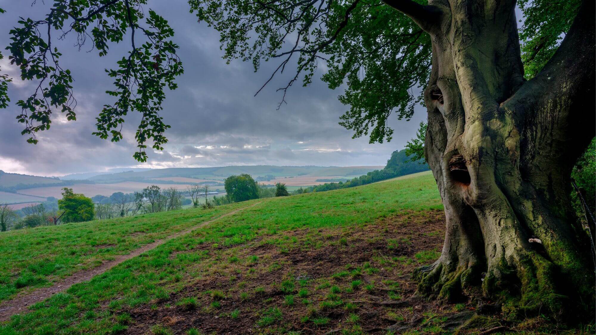 A large tree with twisted roots stands in a green field under a cloudy sky, with hills visible in the distance. - Home Instead