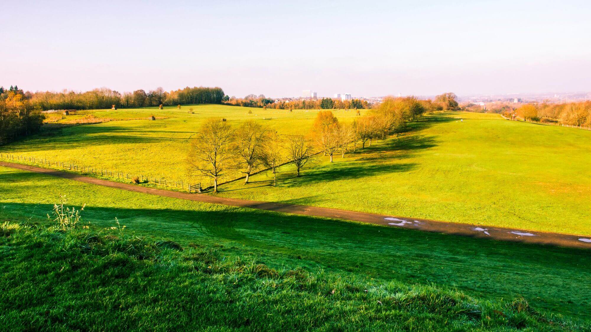 A vast green, sunlit field with trees, a path and a distant view of buildings under a clear sky. - Home Instead