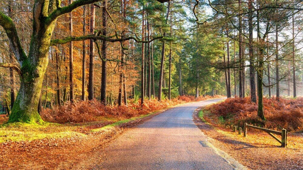 A sunlit path winding through a forest with autumn foliage, tall trees, and a wooden fence along the right side. - Home Instead