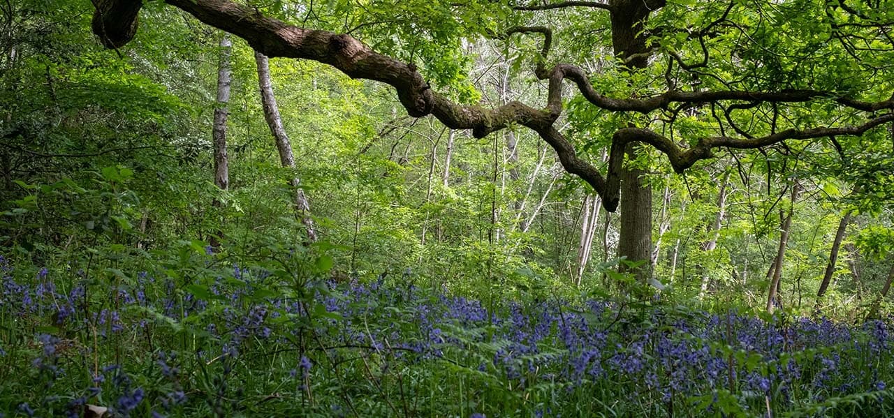 Home-Instead-Ruislip-Harrow