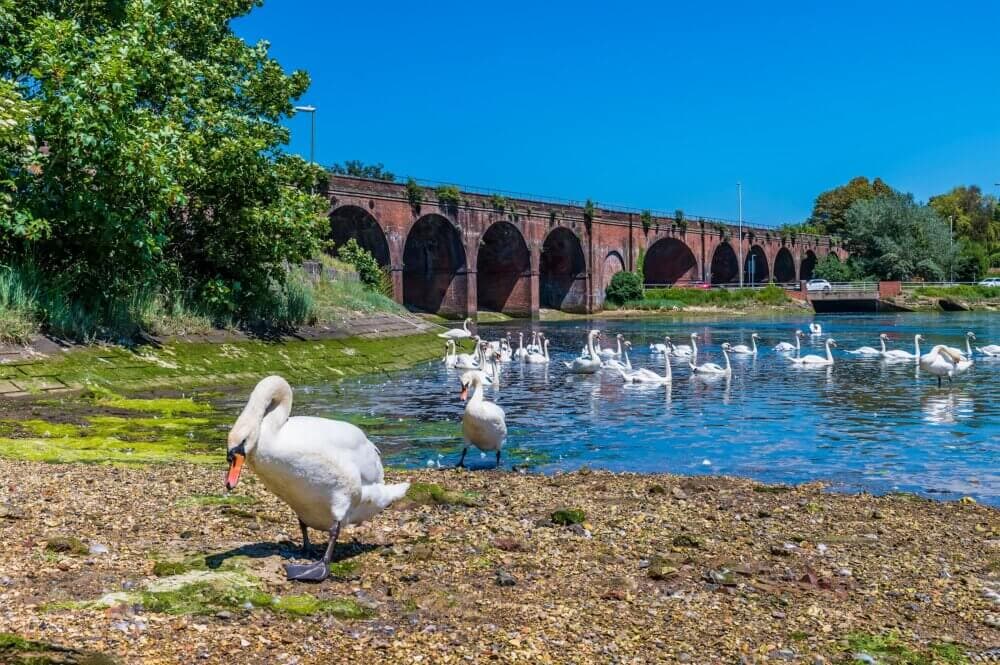 A group of swans near the water's edge with a red brick bridge and blue sky in the background. - Home Instead