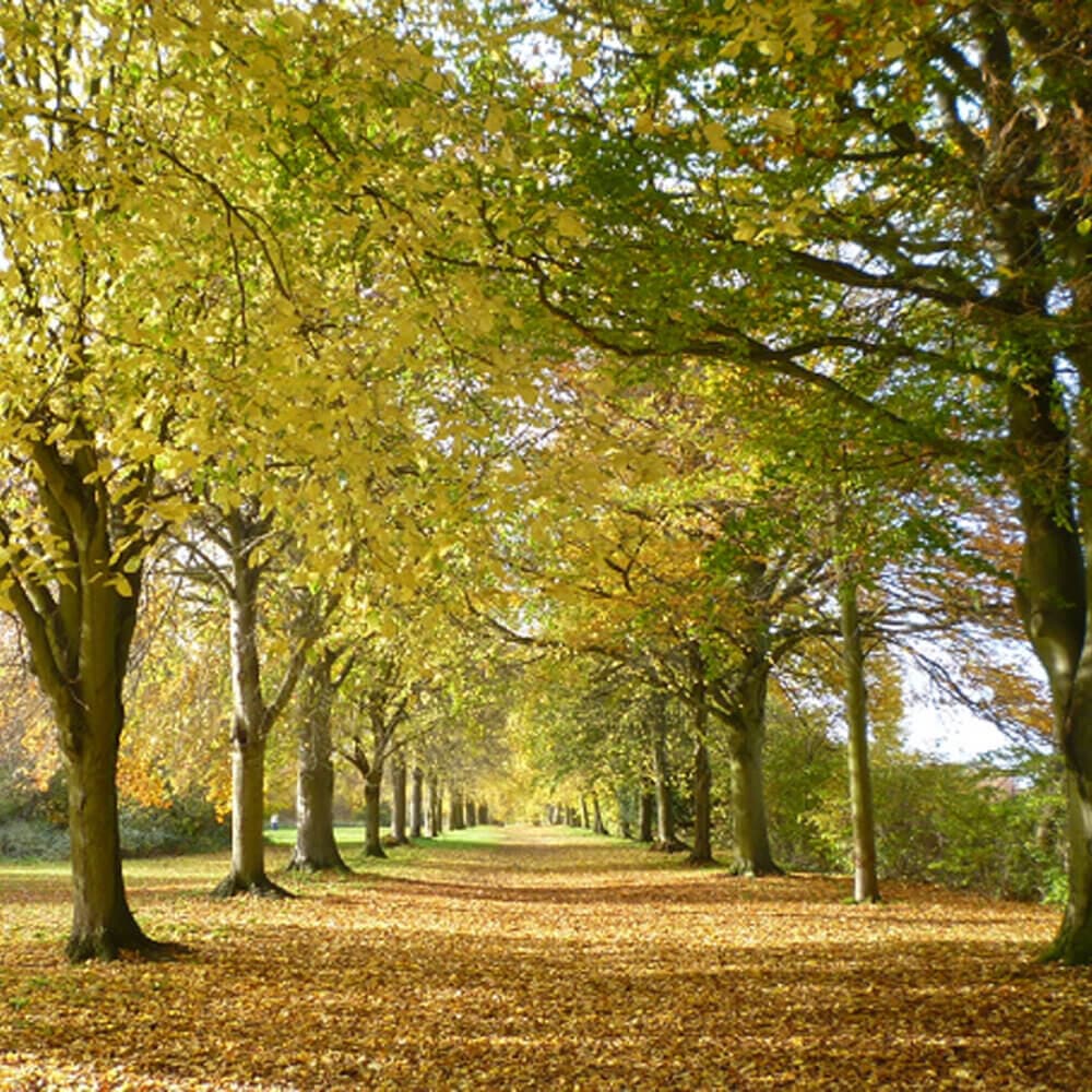 A tree-lined path covered in autumn leaves, with sunlight filtering through the canopy of yellow and green leaves. - Home Instead