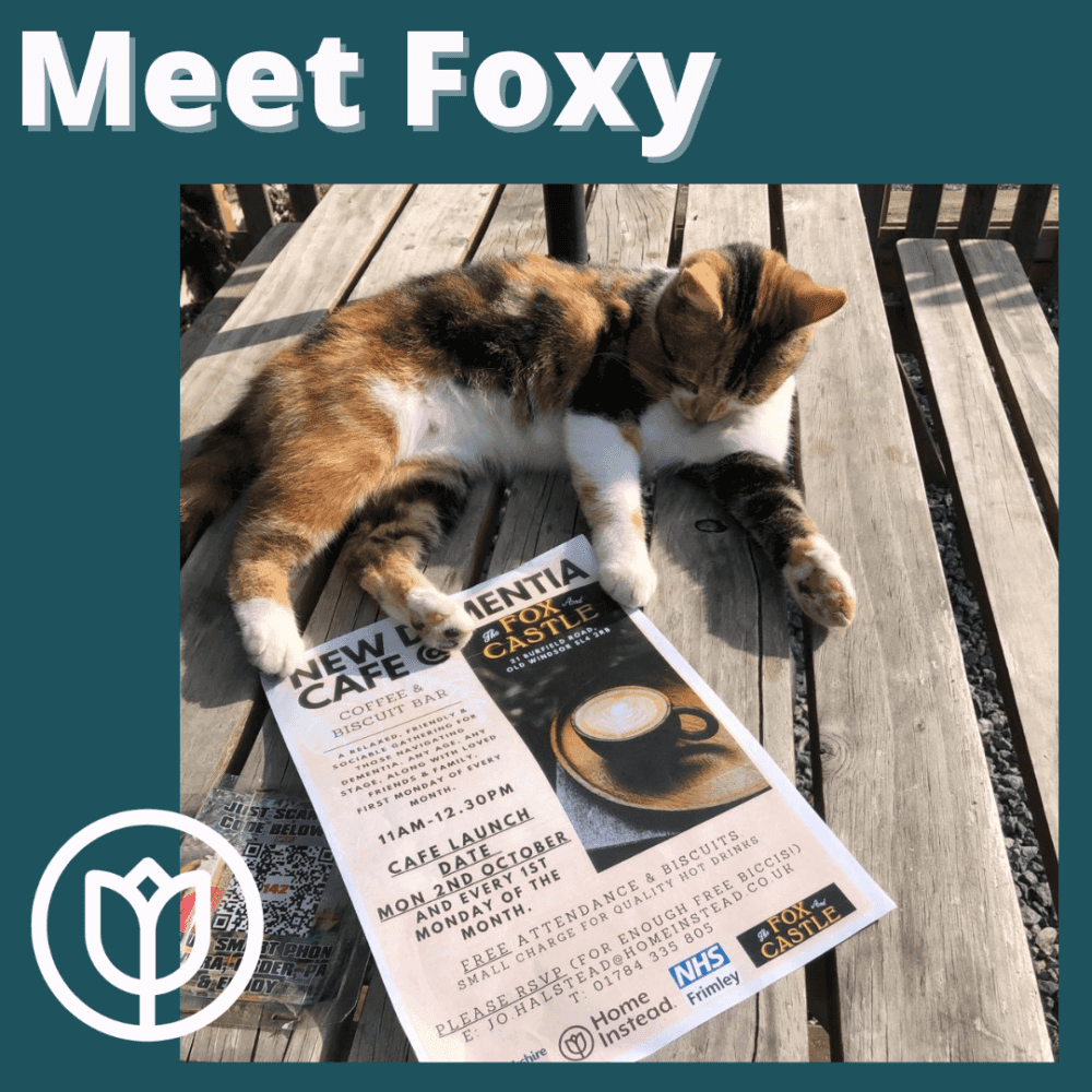 A calico cat lies on a table with a paw touching a dementia cafe flyer under a "Meet Foxy" banner. - Home Instead