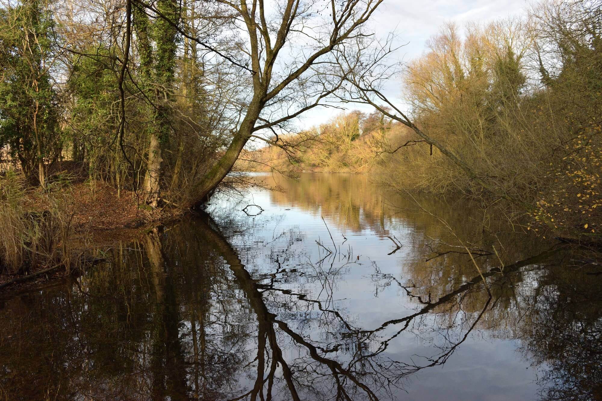 A serene river with bare trees reflected in the calm water, surrounded by dense foliage on a clear day. - Home Instead
