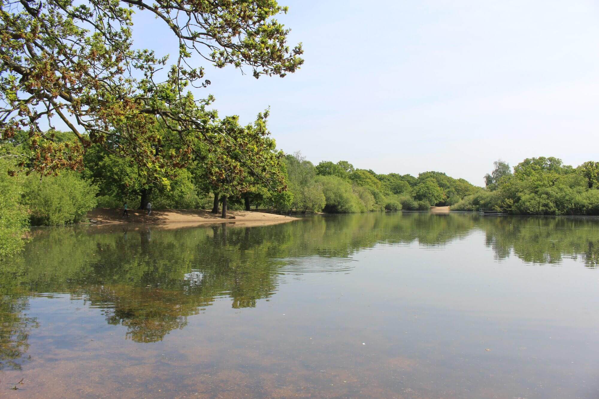 A tranquil lake surrounded by lush green trees under a clear sky, with a sandy shore visible on the left side. - Home Instead