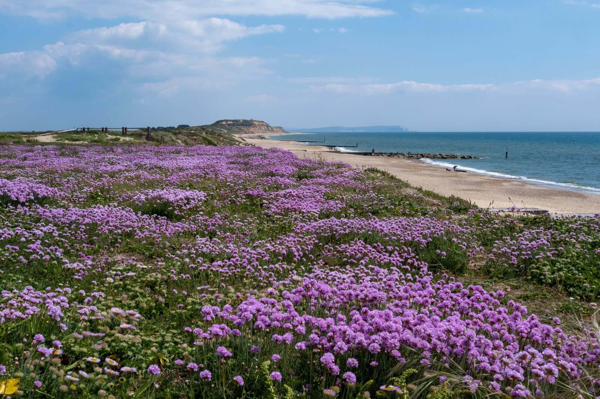 Coastal landscape with a field of purple flowers in the foreground, sandy beach, and blue ocean under a partly cloudy sky. - Home Instead Bournemouth & Christchurch