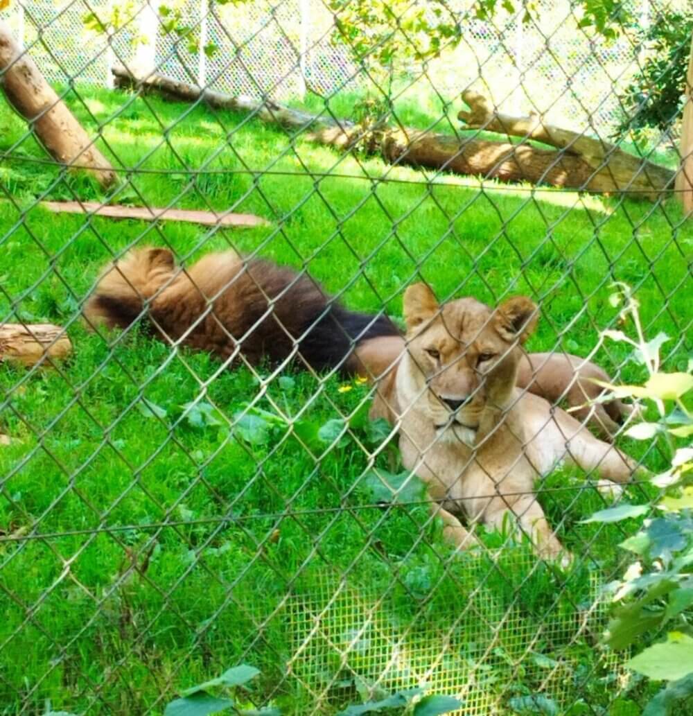 Two lions behind a wire fence, one lying down in the grass, and another partially visible in the background. - Home Instead