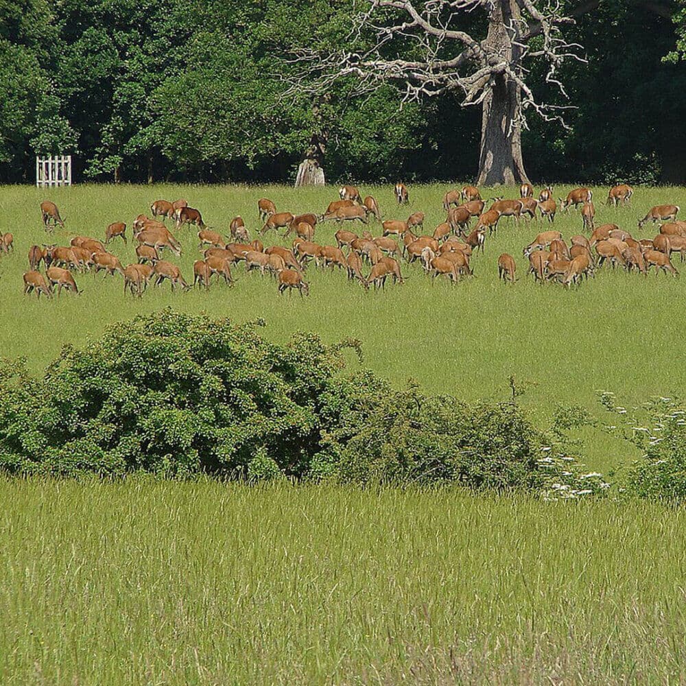 A herd of deer graze on a grassy field near a large, leafless tree with dense foliage in the foreground. - Home Instead