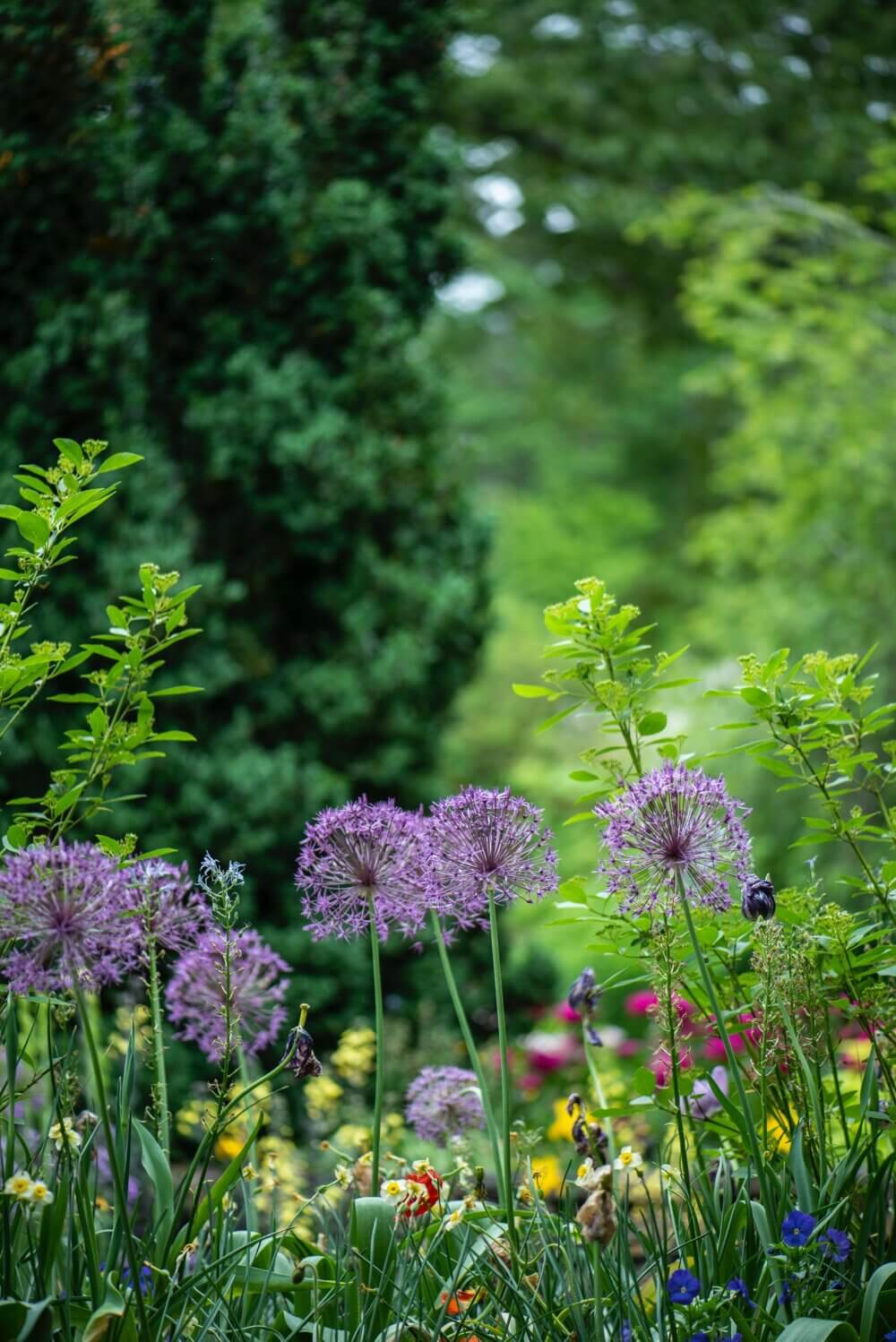 Vibrant garden with purple allium flowers and lush greenery in the background. - Home Instead