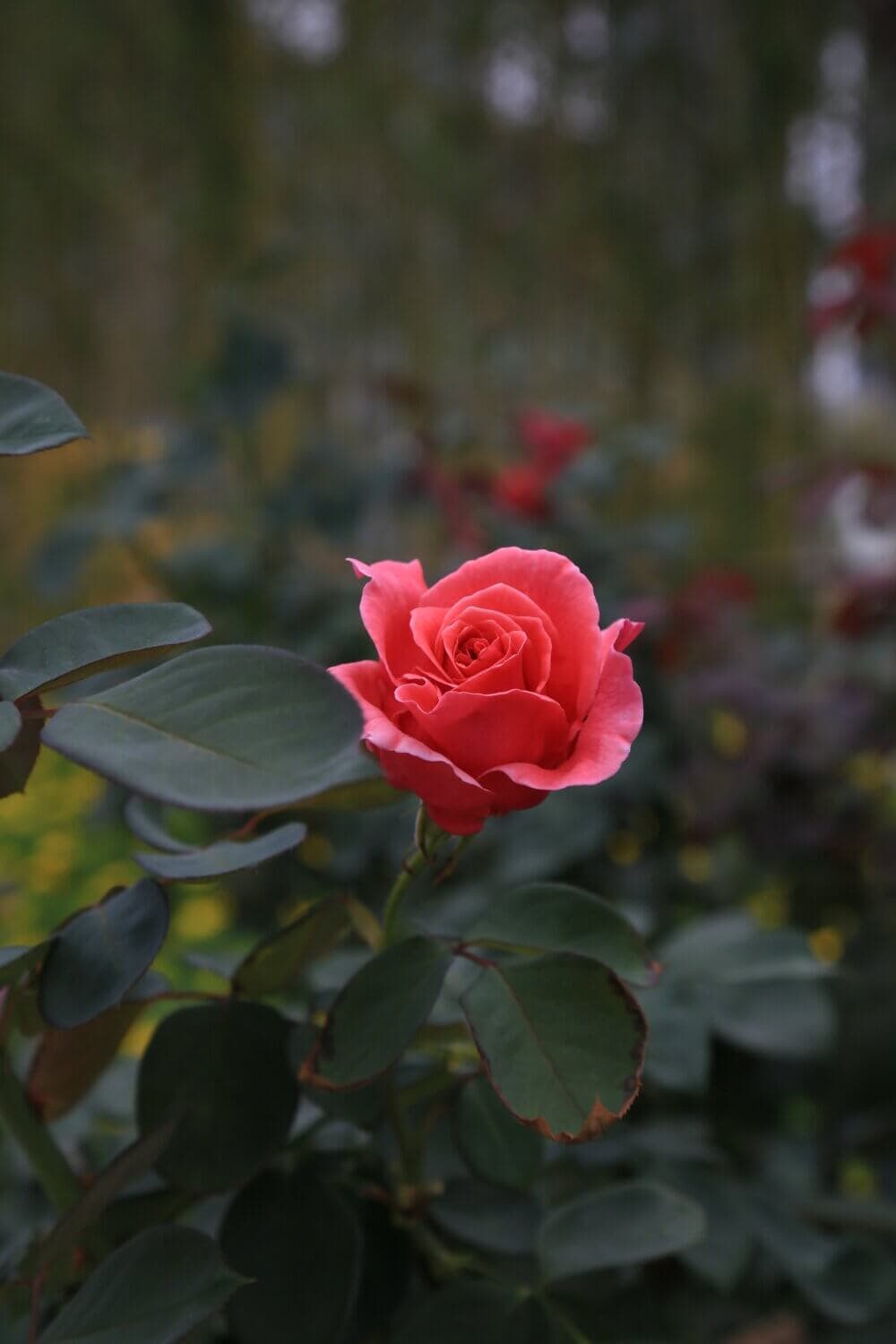 A close-up of a single blooming pink rose with green leaves in a garden setting. - Home Instead
