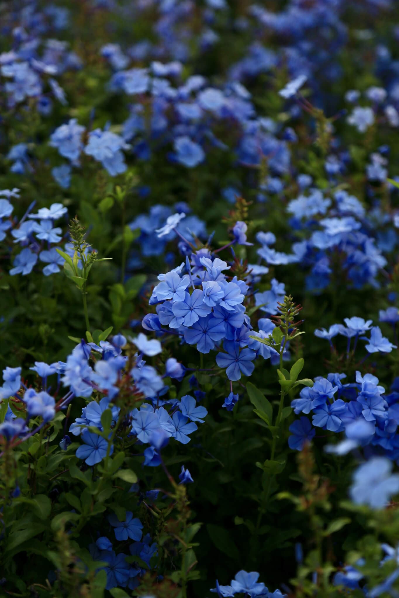 Close-up of vibrant blue flowers in full bloom, surrounded by lush green foliage. - Home Instead