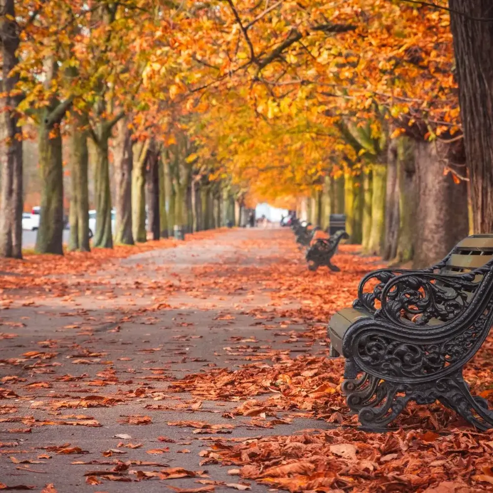 Tree-lined path covered in orange autumn leaves with ornate benches along the sides. - Home Instead