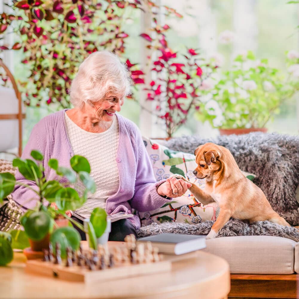 Elderly woman in a lavender sweater sitting on a cozy couch shaking hands with a small brown dog, surrounded by plants. - Home Instead